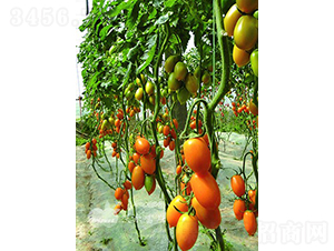 �������_��F1�����|�Sɫ�_����ͷ��ѣ�-���ѷN��-�֠���˹