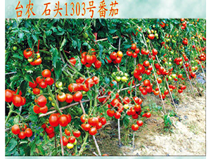 ʯ�^1303����-���ѷN��-�_(t��i)�r(n��ng)�N��