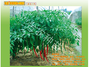 ����-1065-�����N��-�_�r�N��