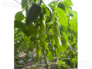 �����37-109��-�����N��-���r�r�I