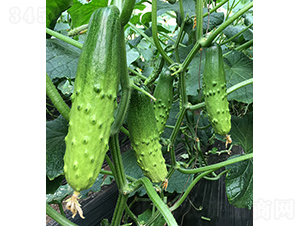 ���r�G��9̖-�S�ϷN��-���r�r�I(y��)