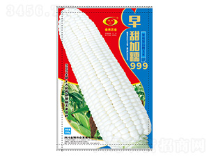 玉米種子-早甜加糯999-金牌農業