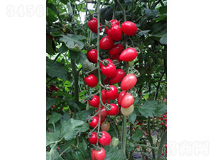 �������ҷ��ѷN��-�A���r�I