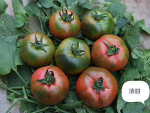 清甜草莓番茄種子-華昂農業