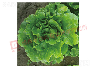 �¸����������-���˷N��-�¸߷N�I