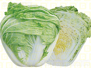 ������ײ�-�¸�VRС��-��ײ˷N��-�¸߷N�I