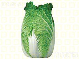 秋中熟白菜-德高7號-大白菜種子-德高種業(yè)