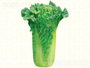 �����~���-�¸����A50-��ײ˷N��-�¸߷N�I