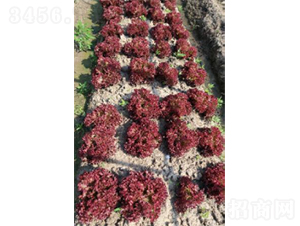 ������̖��˷N��-�r�ƷN��