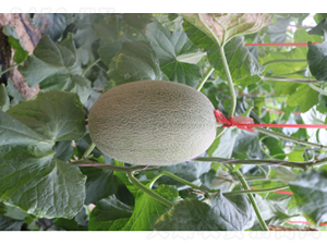 ������25̖-��ϷN��-�r�ƷN��