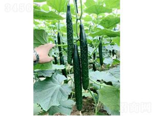 ������̖-�S�ϷN��-�r�ƷN��