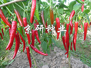 ��������108-�����N��-���зN�I