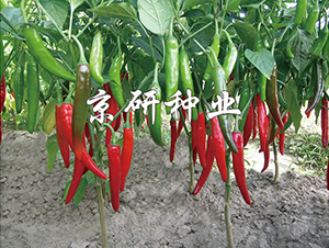 ����109-�����N��-���зN�I