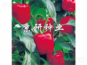 �t��2̖-�����N��-���зN�I