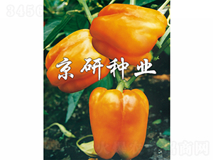 �S��1̖-�����N��-���зN�I