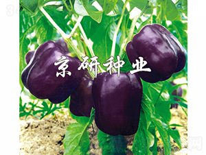 ����2̖-�����N��-���зN�I