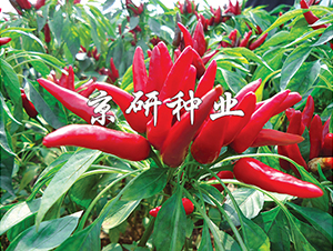 ����116-�����N��-���зN�I