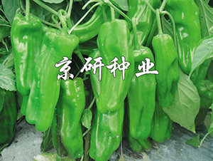 ����519-�����N��-���зN�I