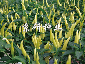 ��ָ��С������-�����N��-���зN�I