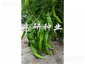 ����4̖-�����N��-���зN�I