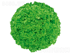 ����1̖-���˷N��-�����N�I