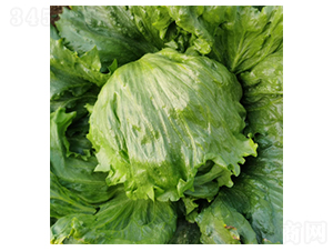 ʥ��˼-���˷N��-�����N�I