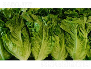 ʥʿ5̖-���˷N��-�����N�I