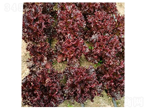 ������ȹ-���˷N��-�����N�I