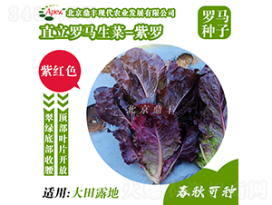 ���_-���˷N��-���S�r�I