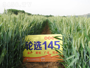 輪選145-小麥種子-山農金種子