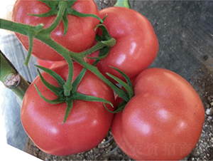 �͝��W�؃�-���ѷN��-�͝��r�I