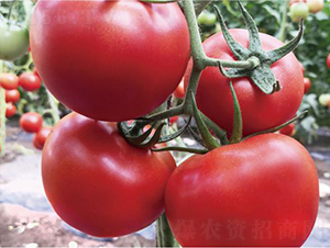 �hķ�t�\5̖-���ѷN��-�͝��r�I