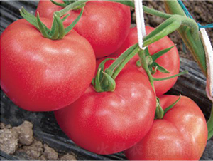 �hķ1355-���ѷN��-�͝��r�I