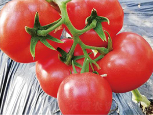 �hķ1377-���ѷN��-�͝��r�I