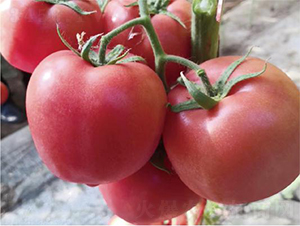 �hķ1157-���ѷN��-�͝��r�I