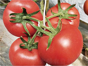 �hķ075-���ѷN��-�͝��r�I