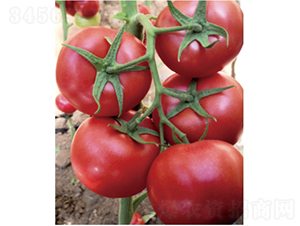 ̩��501-���ѷN��-�͝��r(n��ng)�I(y��)