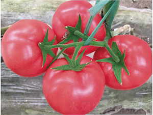 �hķ1601-���ѷN��-�͝��r(n��ng)�I(y��)