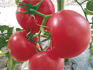 �hķ077-���ѷN��-�͝��r(n��ng)�I(y��)