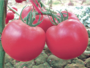 �hķ��̖-���ѷN��-�͝��r(n��ng)�I(y��)