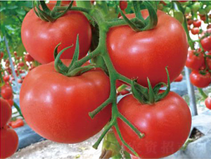 �hķһ̖-���ѷN��-�͝��r(n��ng)�I(y��)