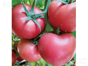 ������902-���ѷN��-�͝��r(n��ng)�I(y��)