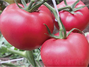 ������1039-���ѷN��-�͝��r(n��ng)�I(y��)