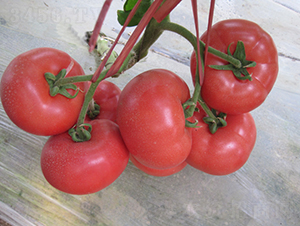 �hķ-87-���ѷN��-�͝��r(n��ng)�I(y��)