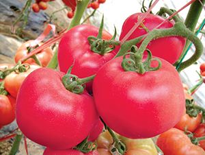 �hķ��̖-���ѷN��-�͝��r(n��ng)�I(y��)