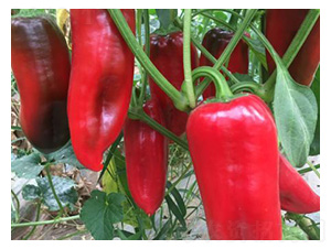 �����N��-�t�ݽ�-���S�r�I