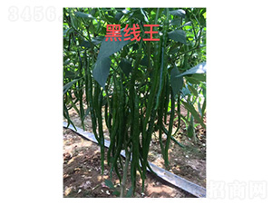 �����N��-�ھ���-���S�r�I