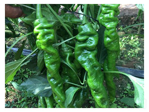 �����N��-�]��-���S�r�I