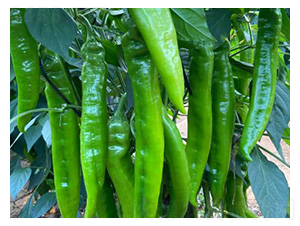 �����N��-���@2̖-���S�r�I