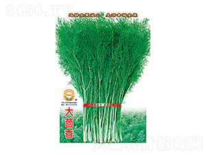 大茴香-太樂種業